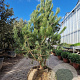 Pinus sylvestris 150-175 cm draadkluit meerstammig