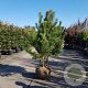 Pinus sylvestris 175-200 cm container meerstammig