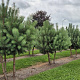 Pinus sylvestris 200-250 cm draadkluit meerstammig