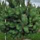 Pinus sylvestris 200-250 cm draadkluit meerstammig