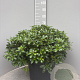 Pittosporum tob. 'Nanum' GM 25L