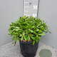 Pittosporum tob. 'Nanum' GM C6L