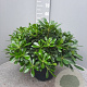 Pittosporum tob. 'Nanum' GM C6L