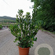 Pittosporum tobira 60-80 cm 10L
