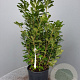 Pittosporum tobira 60-80 cm 10L