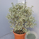 Pittosporum ten. 'Silver Queen' GM 30L