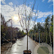 Prunus armeniaca 100 cm stam container 16-18