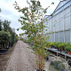 Prunus 'The Bride' 250-300 cm container meerstammig