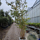 Prunus 'The Bride' 250-300 cm container meerstammig