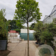 Prunus caroliniana 200 cm stam container 16-18 leiboom