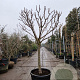 Prunus domestica 100 cm stam container 25-30