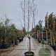 Prunus dulcis 100 cm stam container 18-20