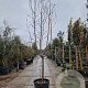 Prunus dulcis 100 cm stam container 18-20
