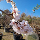 Prunus dulcis 100 cm stam container 18-20