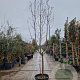 Prunus dulcis 100 cm stam container 18-20