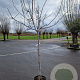 Prunus dulcis 150 cm stam container 10-12 leiboom