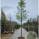 Prunus dulcis 170 cm stam container 18-20