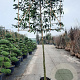 Prunus l. 'Caucasica' 180 cm stam container 12-14 leiboom