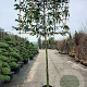 Prunus l. 'Caucasica' 180 cm stam container 12-14 leiboom