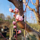 Prunus persica 100 cm stam container 25-30