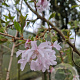 Prunus subh. 'Autumnalis' 200-250 cm container meerstammig extra