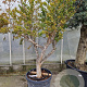 Punica gr. 'Mollar de Elche' 250 cm stam container 20-25