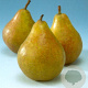 Pyrus c. 'Gieser Wildeman' halfstam 7,5L
