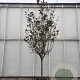 Pyrus communis 100 cm stam container 25-30