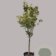 Pyrus pyrifolia 100 cm stam container 25-30