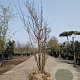 Quercus cerris 150-175 cm draadkluit