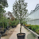Quercus ilex 100 cm stam container 25-30