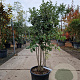 Quercus ilex 120-140 cm container meerstammig