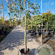 Quercus ilex 120 cm stam container 20-25