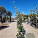 Quercus ilex 125-150 cm 18L