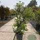 Quercus ilex 125-150 cm 25L