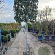 Quercus ilex 150 cm stam container 16-18 lei 100x100