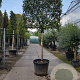 Quercus ilex 150 cm stam container 20-25 lei 150x150