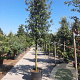 Quercus ilex 150 cm stam container 20-25 lei 150x150