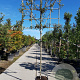 Quercus ilex 160 cm stam container 6-8 lei 150x120