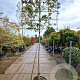 Quercus ilex 160 cm stam container 10-12 lei 120x120