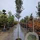 Quercus ilex 160 cm stam container 12-14 extra