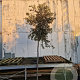 Quercus ilex 160 cm stam container 12-14