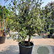 Quercus ilex 175-200 cm container piramide
