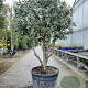 Quercus ilex 175-200 cm container piramide
