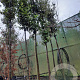 Quercus ilex 180 cm stam container 12-14 leiboom