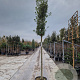 Quercus ilex 180 cm stam container 14-16