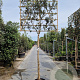 Quercus ilex 180 cm stam container 16-18 lei 180x120