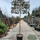Quercus ilex 180 cm stam container 20-25 lei 150x120