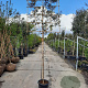 Quercus ilex 180 cm stam container 6-8 rek