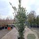 Quercus ilex 200-250 cm 30L